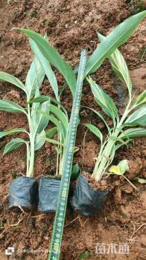 高度15厘米花叶良姜