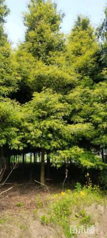 12公分金丝楠木