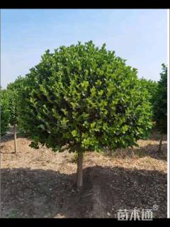 10公分高杆卫矛球