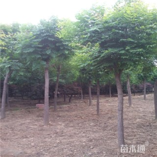 7公分栾树