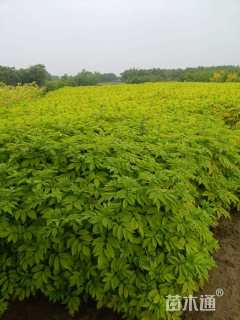 高度25厘米排骨草