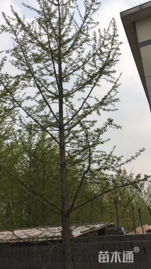 18公分银杏