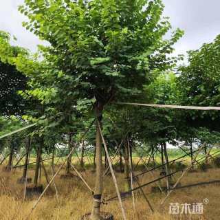 10公分洋紫荆