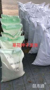 猪屎豆种子