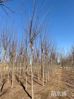 10公分红花洋槐