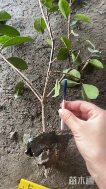 高度40厘米红叶石楠小苗