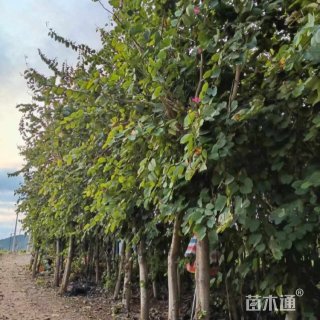 10公分洋紫荆