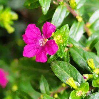 高度30厘米萼距花