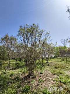 高度500厘米丛生紫薇