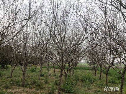 11公分红叶碧桃