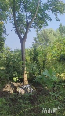 20公分栾树