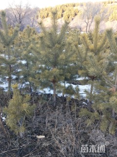 高度1500厘米樟子松