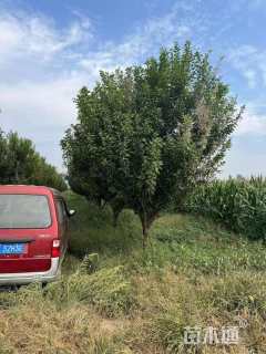 高度400厘米李子树