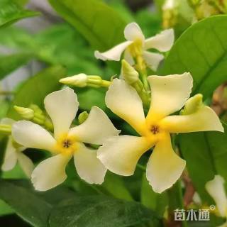 150厘米风车茉莉