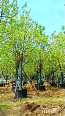 17公分香樟