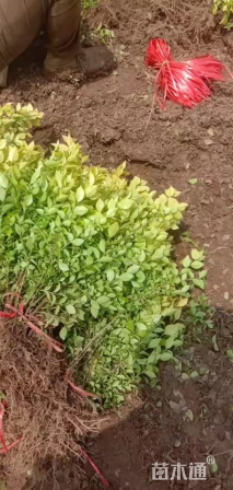高度40厘米金叶女贞小苗