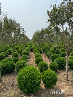 冠幅80厘米大叶黄杨球