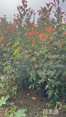 高度60厘米红叶石楠小苗