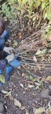 高度80厘米锦带