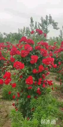 高度180厘米月季