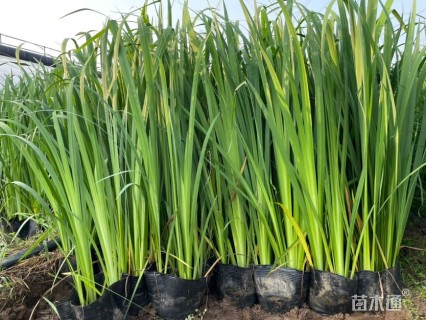 高度80厘米黄菖蒲