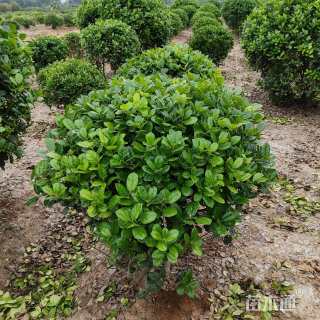 冠幅120厘米无刺枸骨球