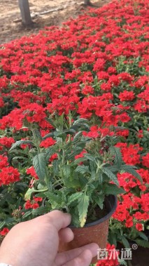 高度50厘米一品红