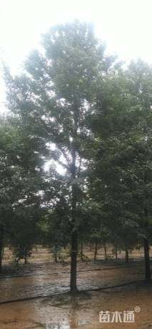 15公分美国红枫