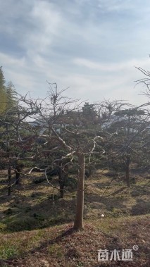 高度250厘米羽毛枫
