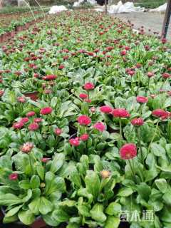 高度15厘米雏菊