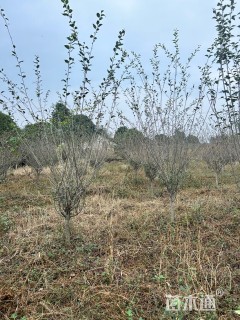 7公分垂丝海棠