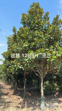 10公分广玉兰