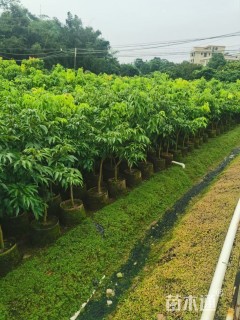 2公分荔枝