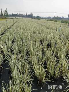 高度40厘米花叶玉蝉花