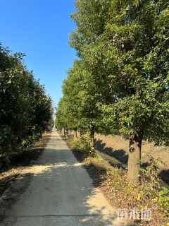 26公分香樟
