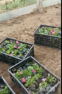 高度20厘米矮牵牛