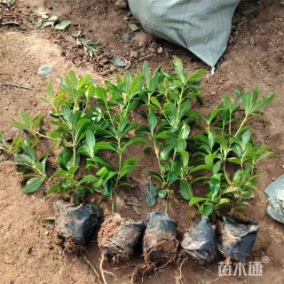 高度60厘米海桐小苗