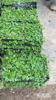 高度30厘米肾叶堇