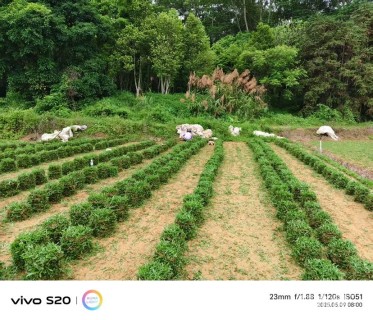大叶油草