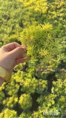 高度5厘米佛甲草