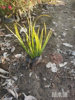 高度10厘米菖蒲