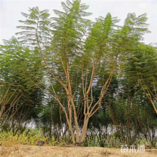 40公分丛生蓝花楹