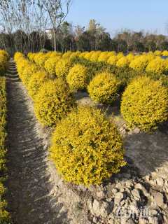 冠幅100厘米金冠女贞球