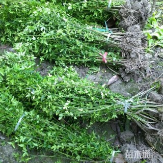 高度40厘米迎春花