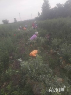 高度50厘米金边黄杨