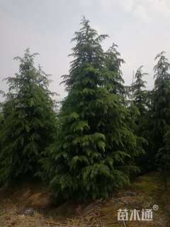 高度600厘米雪松