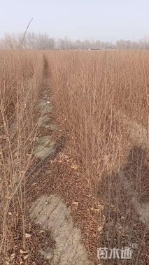 高度60厘米榆树小苗