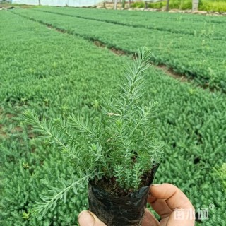 高度6厘米宿根亚麻