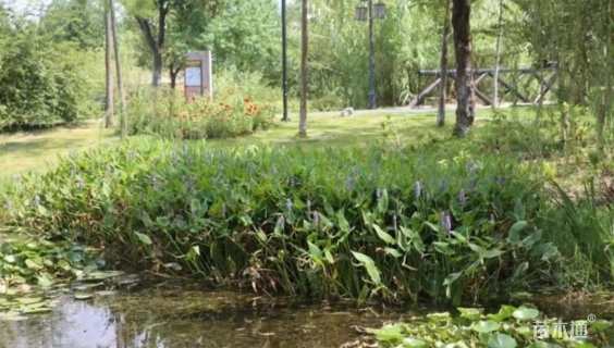 高度30厘米梭鱼草