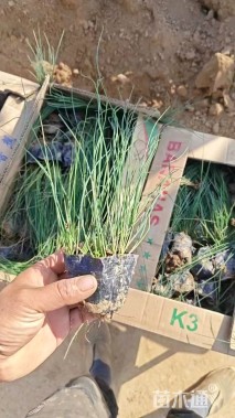 高度30厘米灯心草